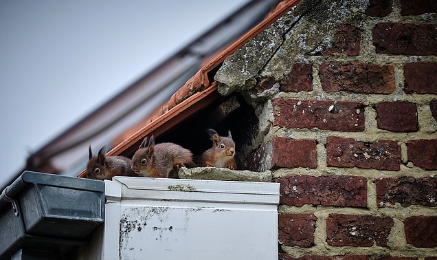 Squirrels nesting under the roof
