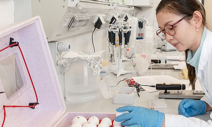 In a lab, student Shen Yeng Tan takes eggs from a tabletop incubator.