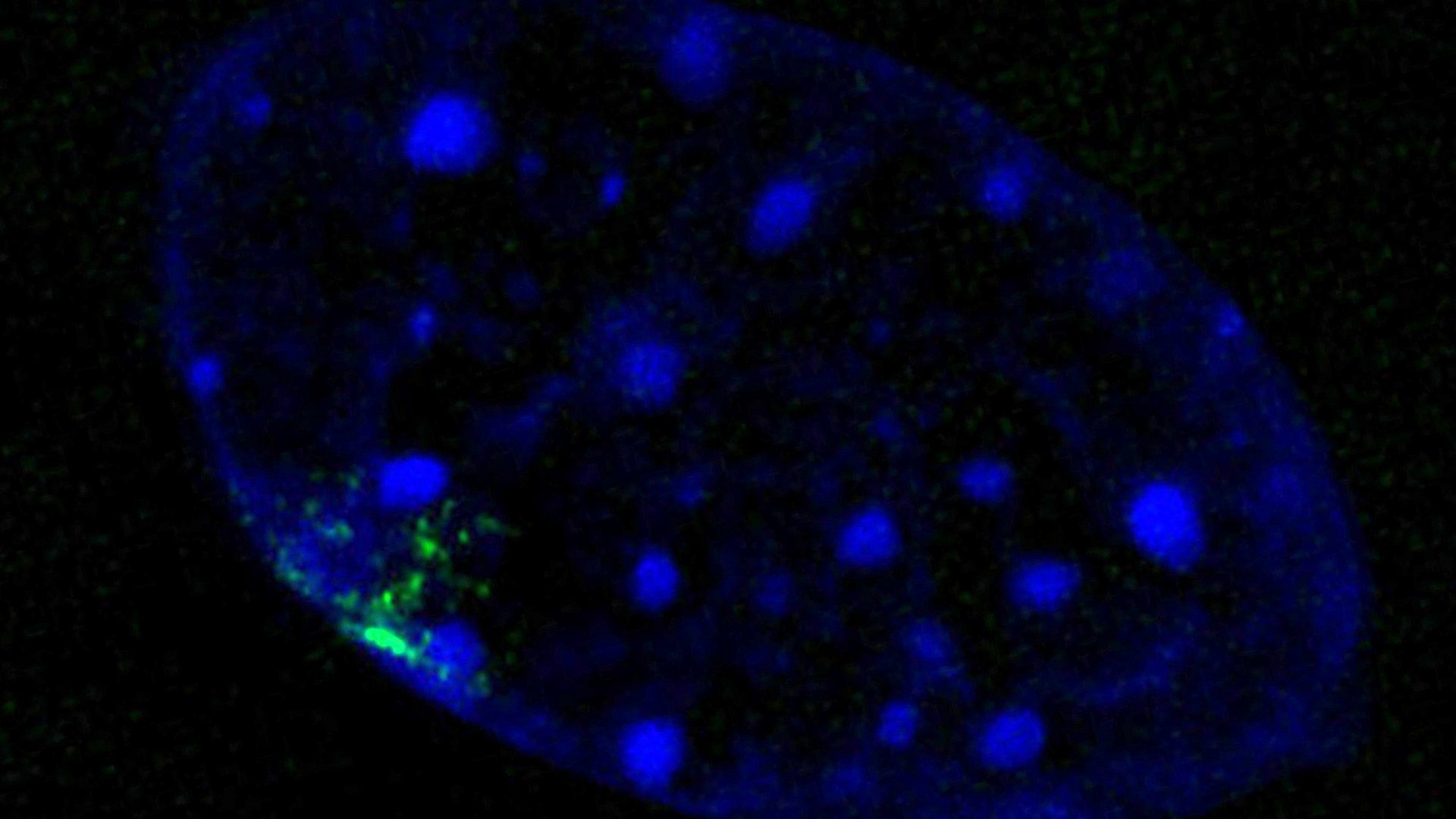 a cell nucleus in which the Barr body is marked in green a cell nucleus in which the Barr body is marked in green