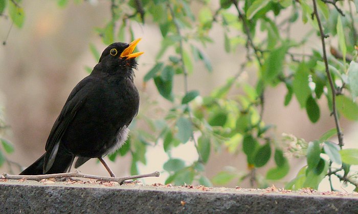 Eine singende Amsel auf einer Mauer vor etwas Blattwerk.