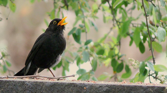 Eine singende Amsel auf einer Mauer vor etwas Blattwerk.