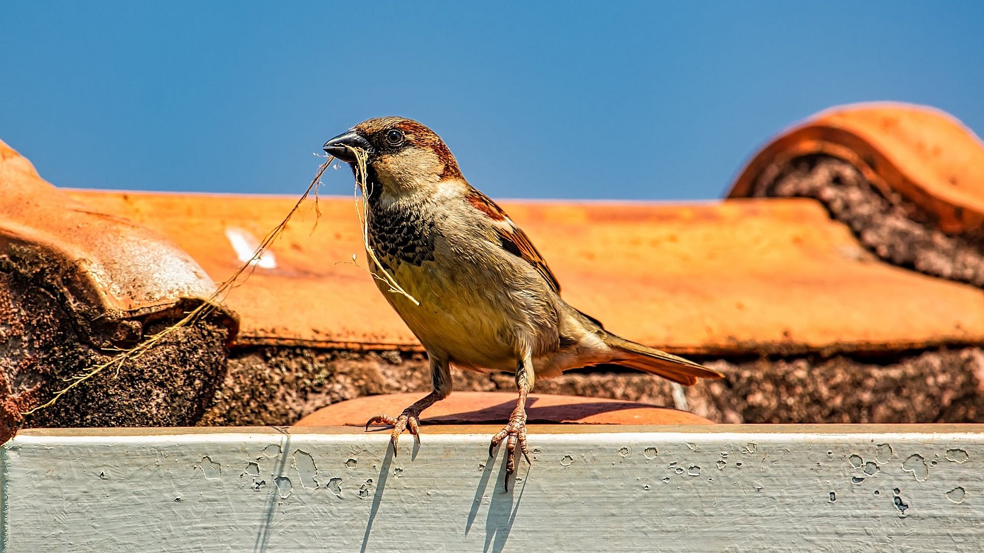 The nesting façade provides space for sparrows, black redstarts and hedgehogs. Sparrow with nesting material in its beak on a roof