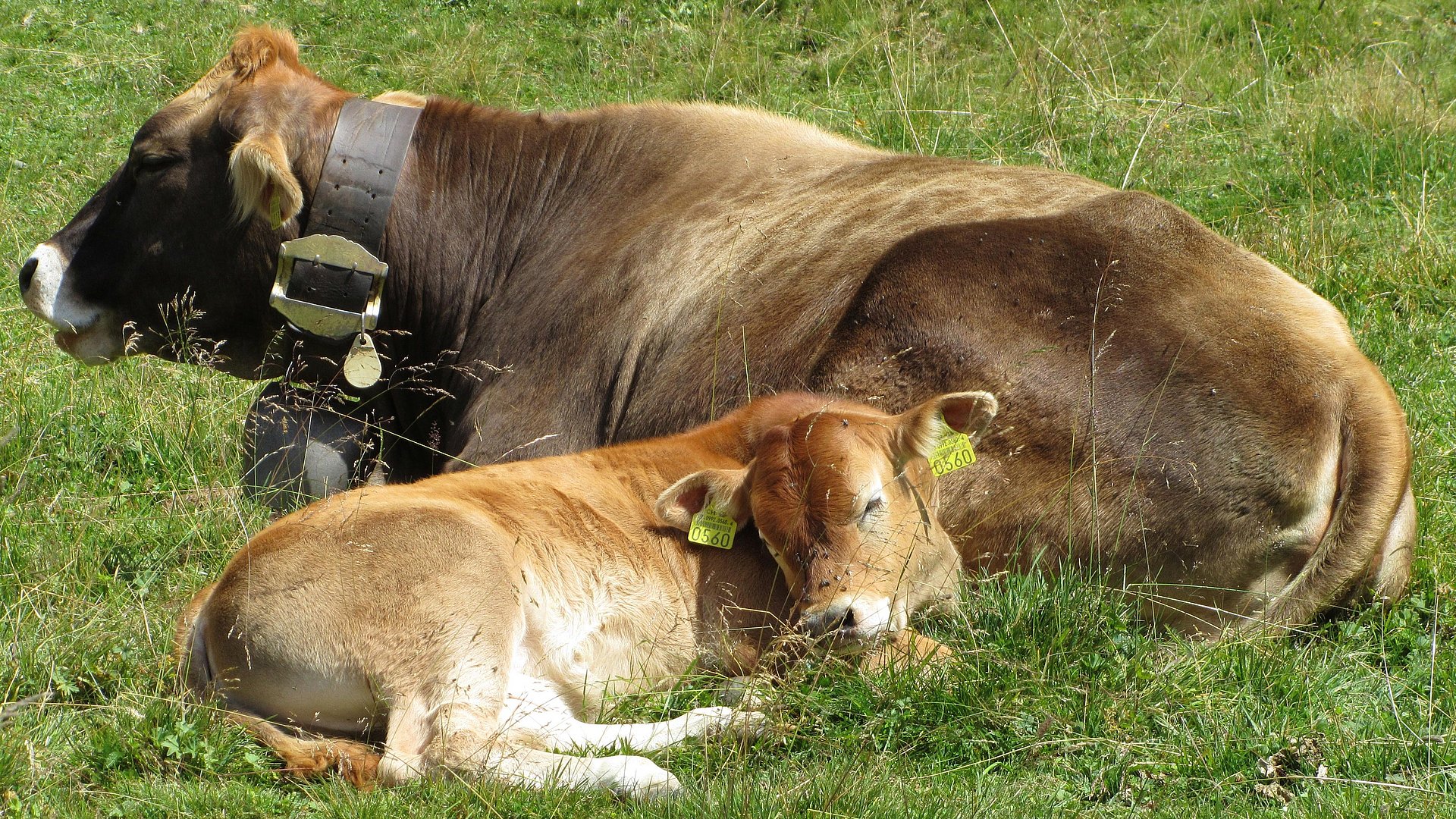 Eine Kuh liegt mit einem Kalb auf einer Weide