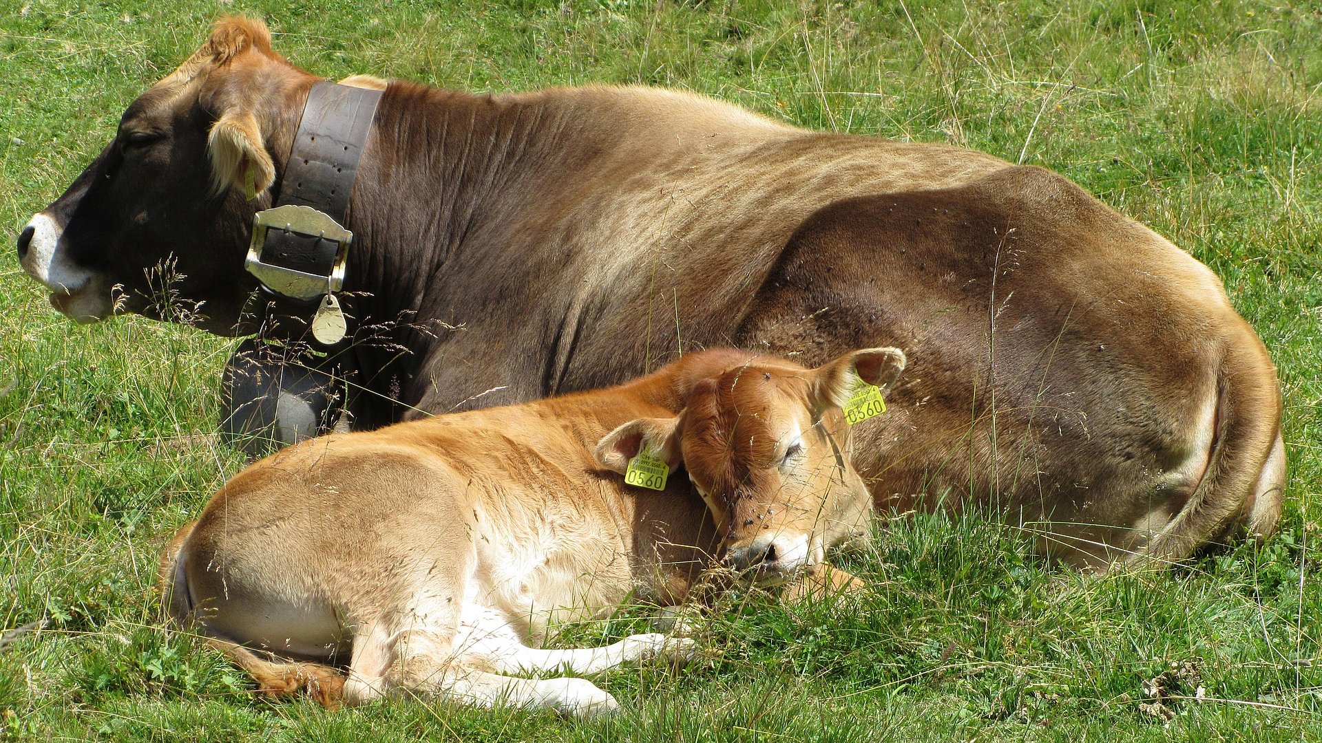 A cow and her calf are lying on a pasture.