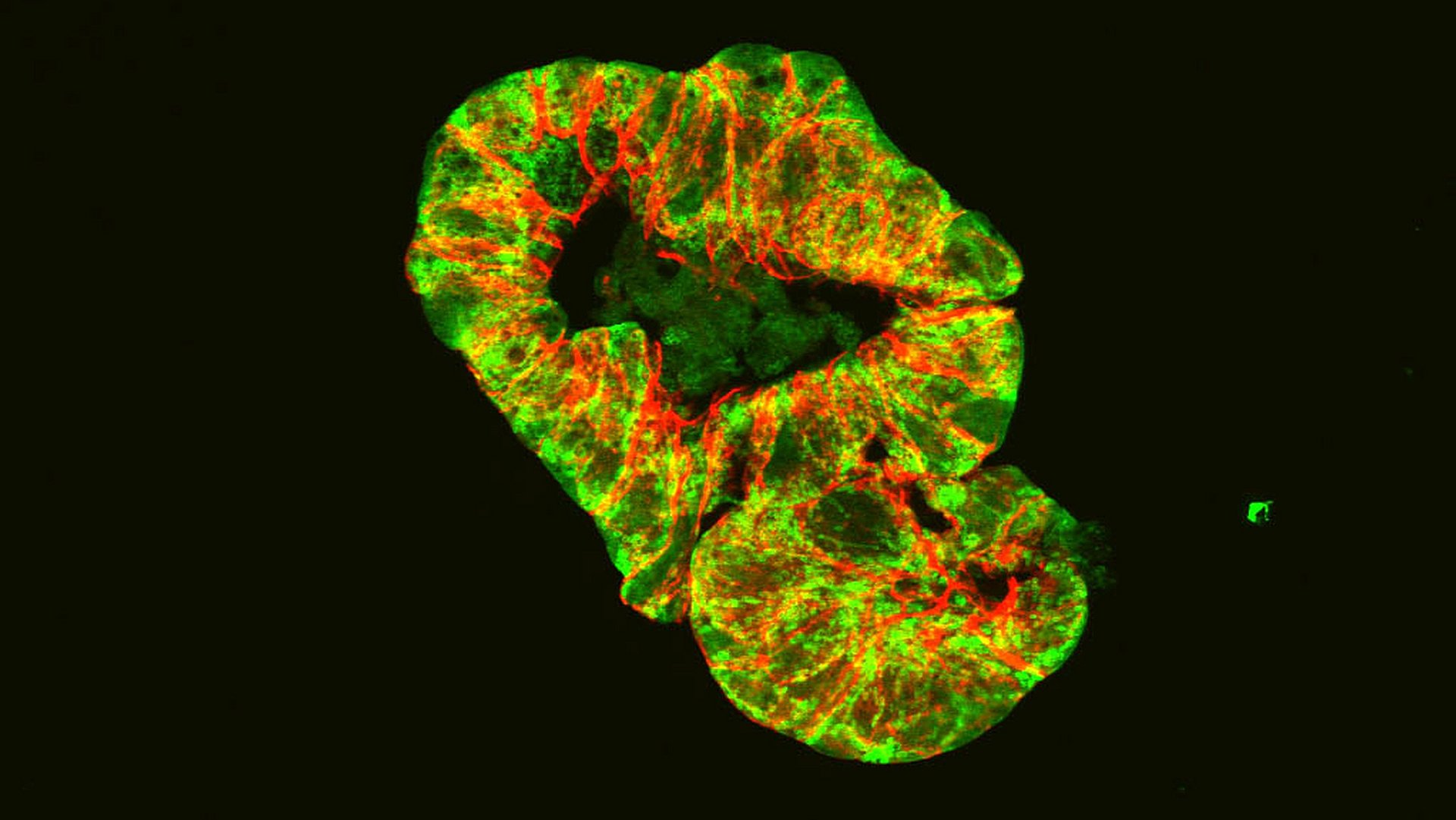 Microscopic image of an intestinal organoid