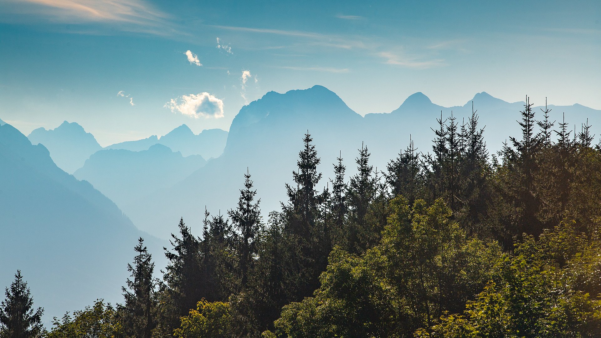 Mountain forest in the Berchtesgaden Alps