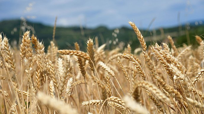 wheat field