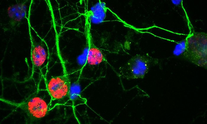 Cortical nerve cells from mice