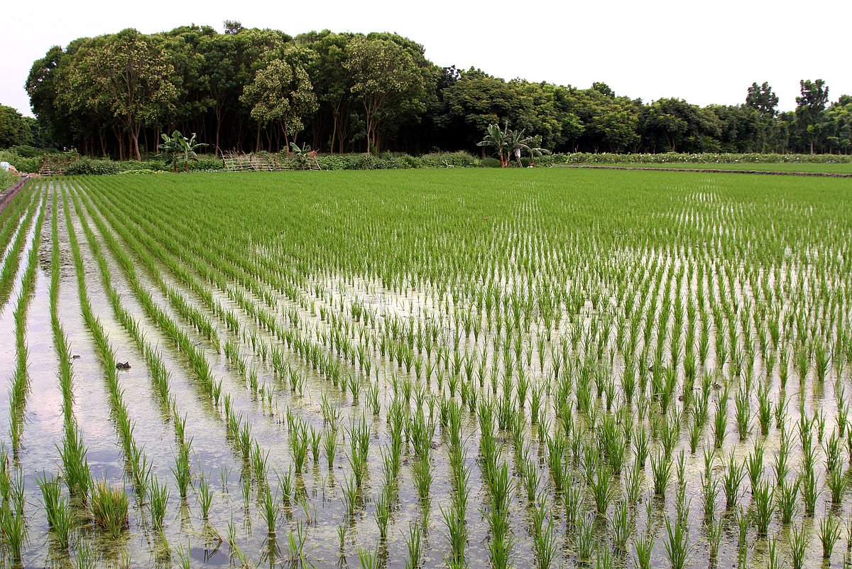 Eco-label in exchange for less chemicals on rice fields - TUM