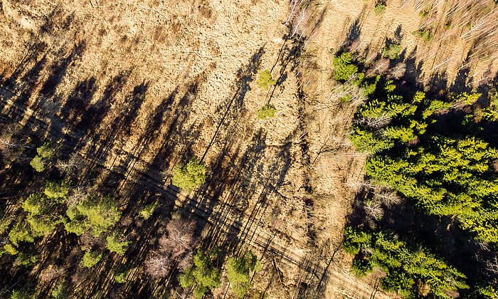 Blick auf einen geschädigten Wald