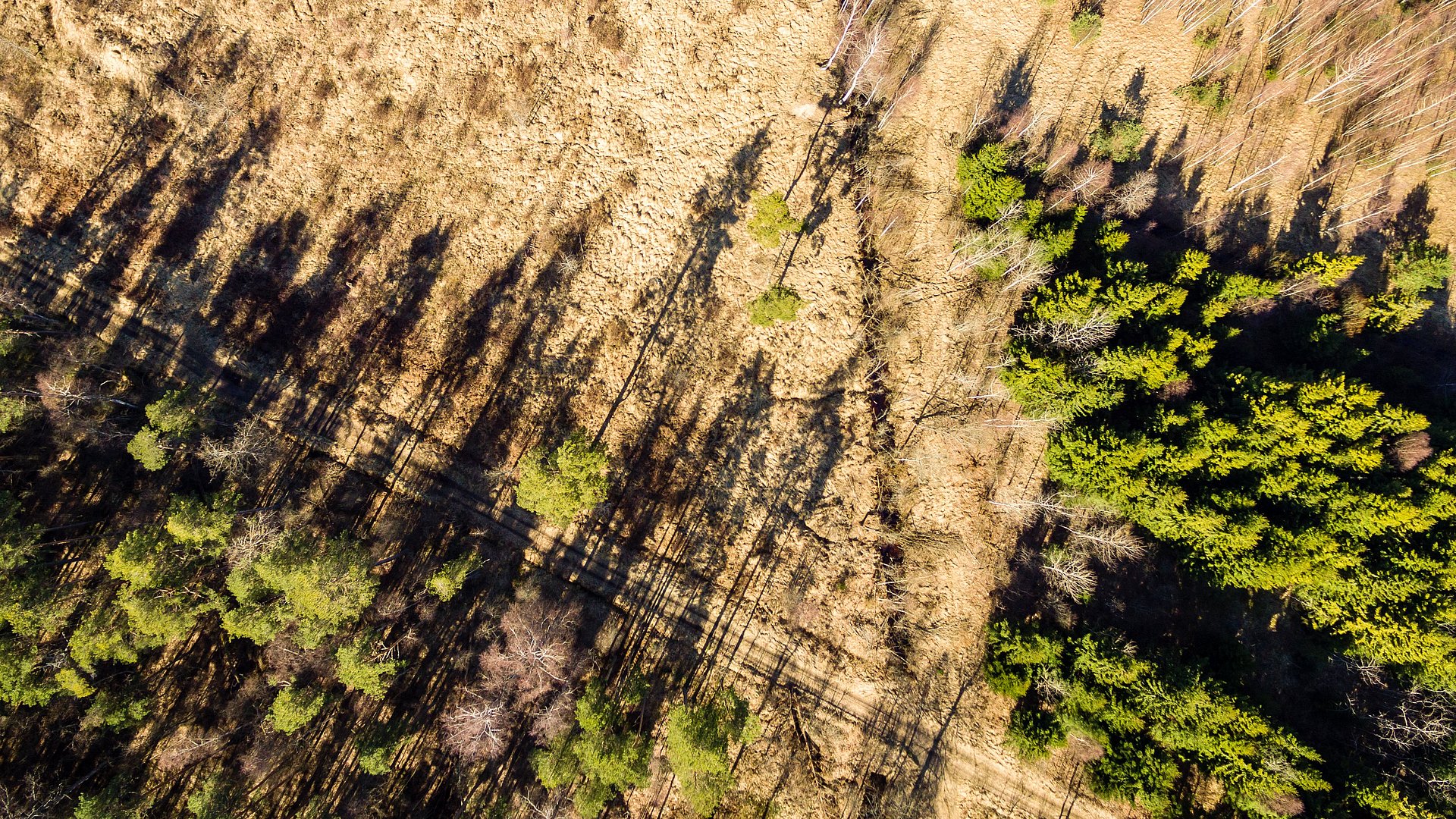 Blick auf einen geschädigten Wald