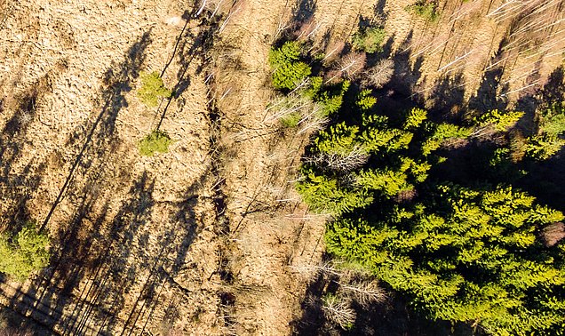 Blick auf einen geschädigten Wald